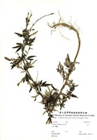 藏品(山艾)的圖片